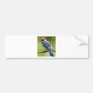 Blue Jay thinking of you friend family mum dad Bumper Sticker