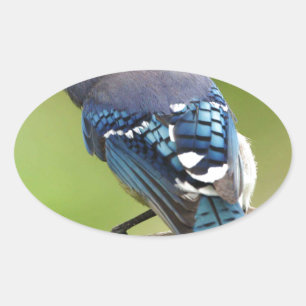 Blue Jay thinking of you friend family mum dad Oval Sticker