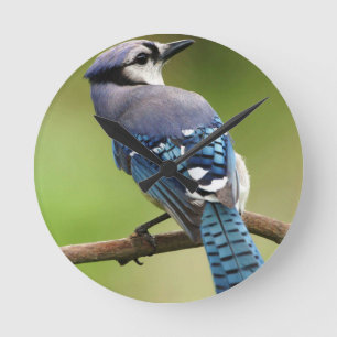 Blue Jay thinking of you friend family mum dad Round Clock