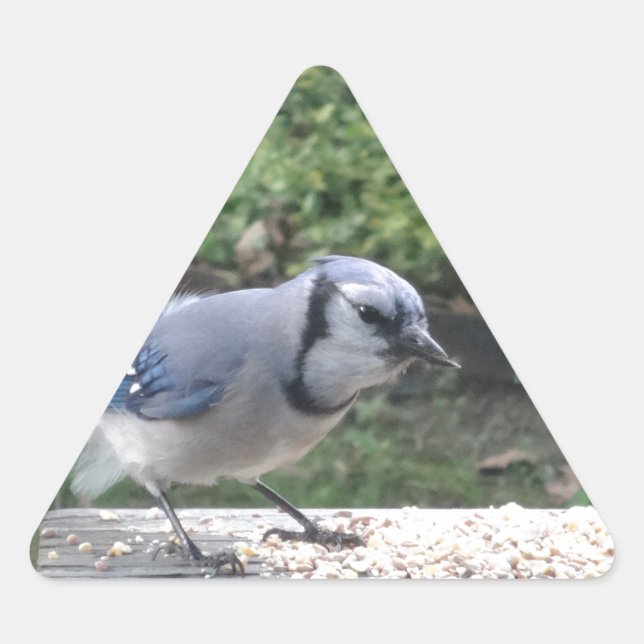 Blue Jay Triangle Sticker (Front)