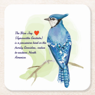 Blue jay watercolor painting square paper coaster