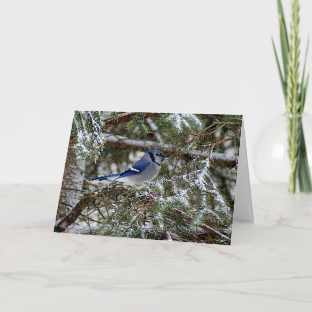 Blue Jay Wishes Holiday Card (Front)