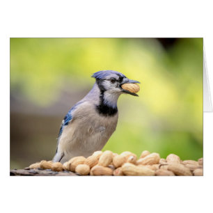 Blue jay with a peanut