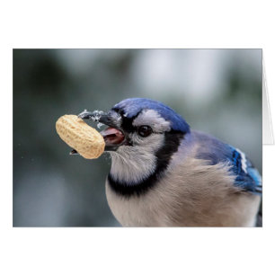Blue jay with a peanut