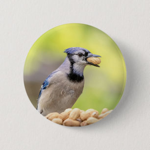 Blue jay with a peanut 6 cm round badge