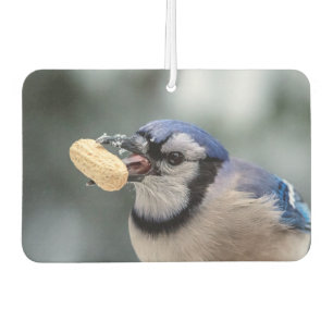 Blue jay with a peanut car air freshener