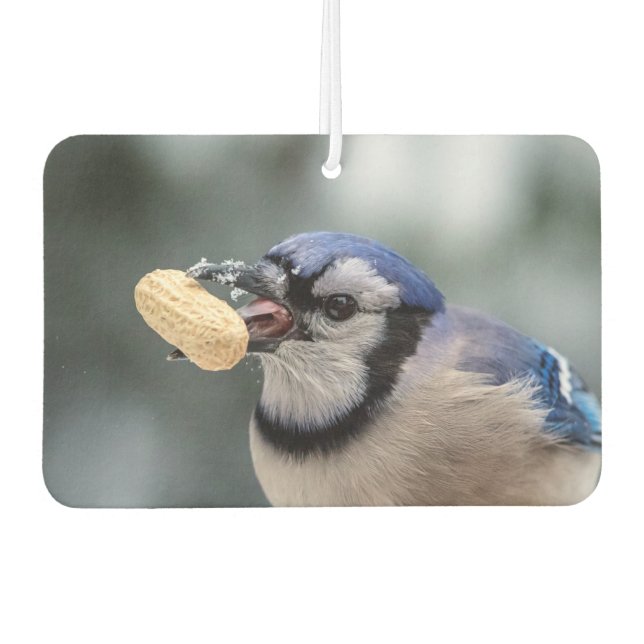 Blue jay with a peanut car air freshener (Front)