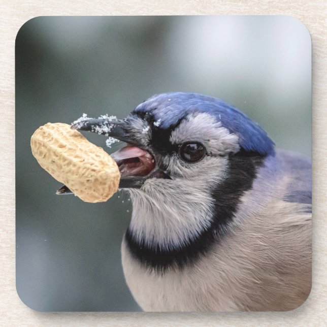 Blue jay with a peanut coaster (Front)