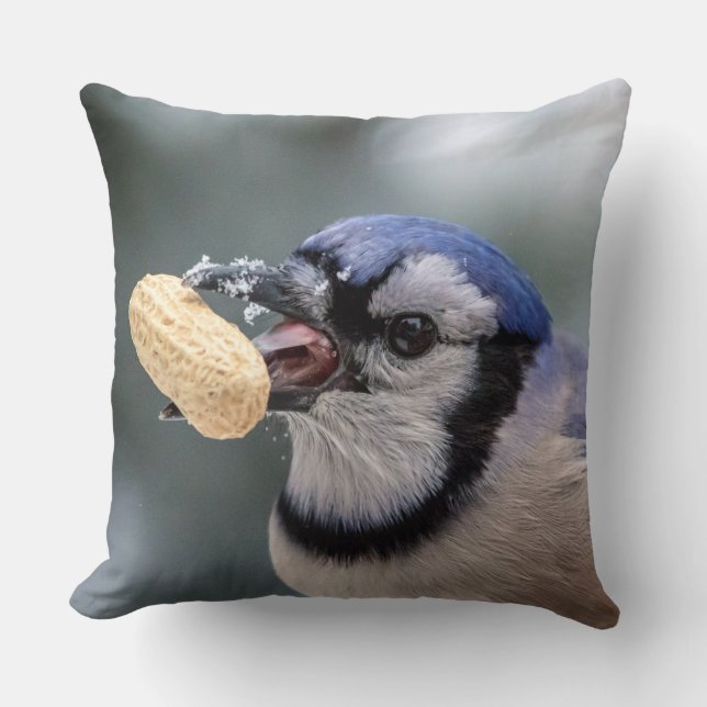 Blue jay with a peanut cushion (Front)