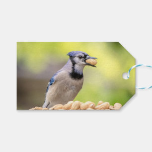 Blue jay with a peanut gift tags