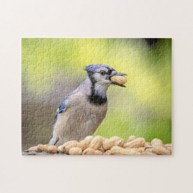 Blue jay with a peanut jigsaw puzzle (Horizontal)