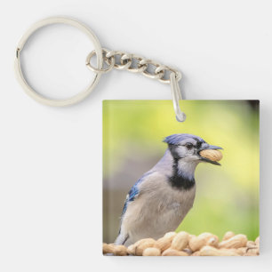 Blue jay with a peanut key ring