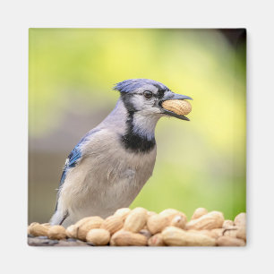 Blue jay with a peanut magnet