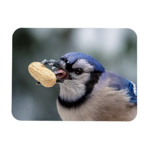 Blue jay with a peanut magnet