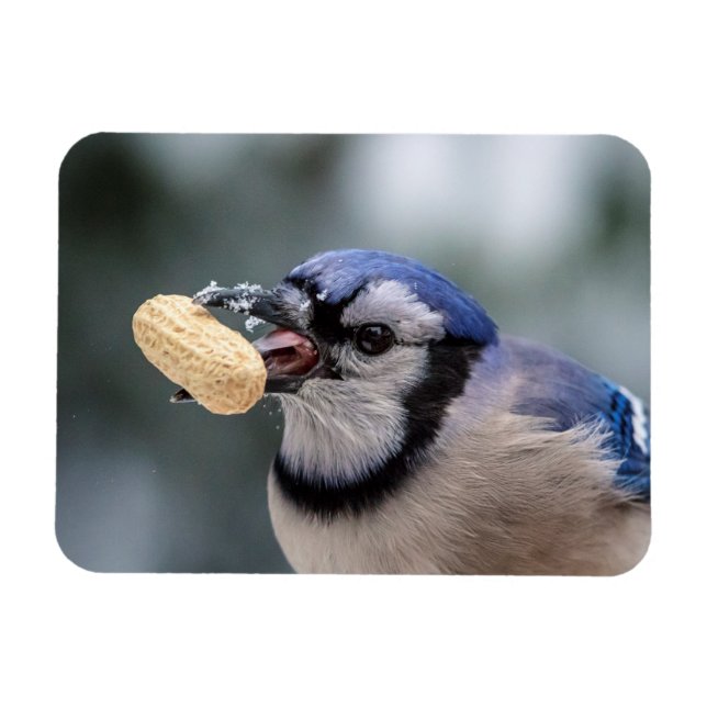 Blue jay with a peanut magnet (Horizontal)