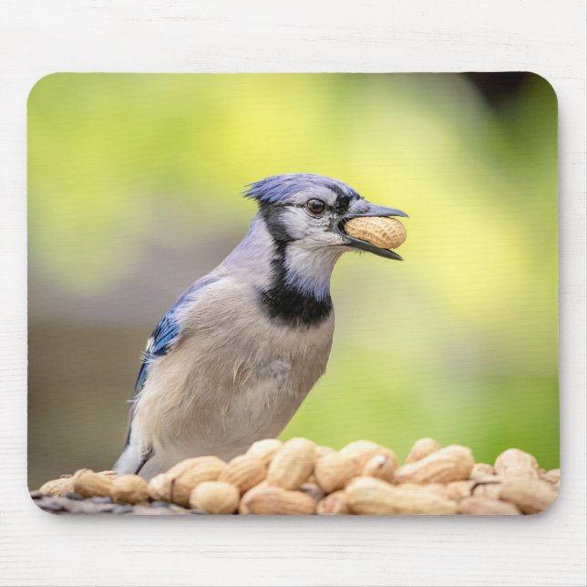Blue jay with a peanut mouse pad (Front)