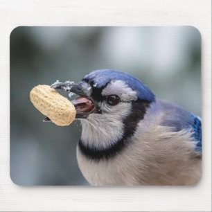 Blue jay with a peanut mouse pad