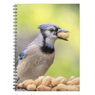 Blue jay with a peanut notebook