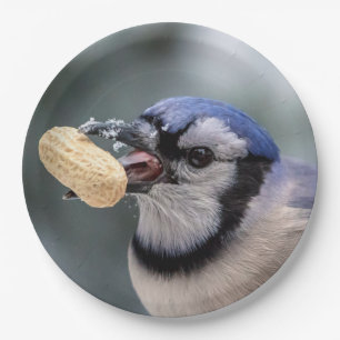 Blue jay with a peanut paper plate