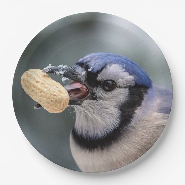 Blue jay with a peanut paper plate (Front)