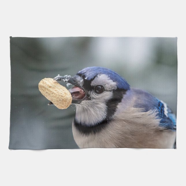Blue jay with a peanut tea towel (Horizontal)