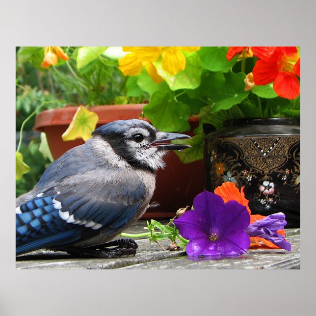 Blue Jay with Flowers Poster (Front)