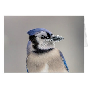 Blue jay with snow on his beak