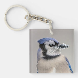 Blue jay with snow on his beak key ring