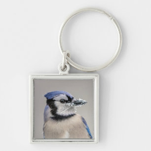 Blue jay with snow on his beak key ring
