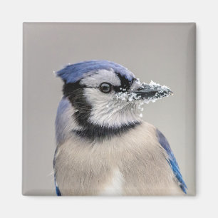 Blue jay with snow on his beak magnet