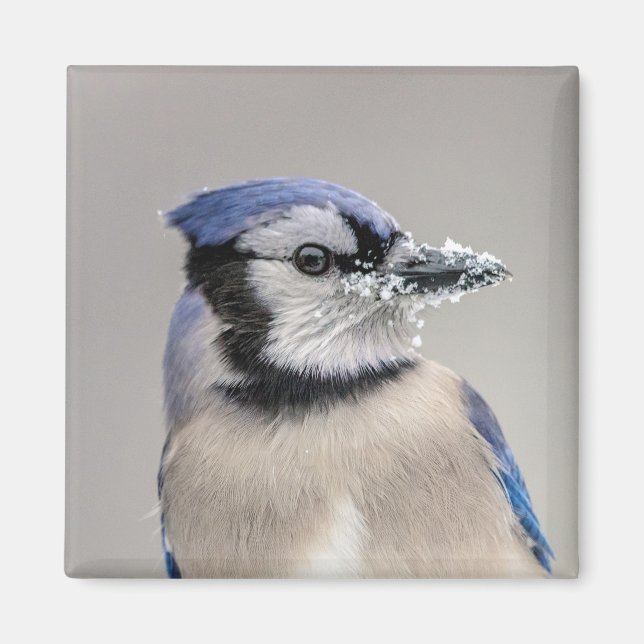 Blue jay with snow on his beak magnet (Front)