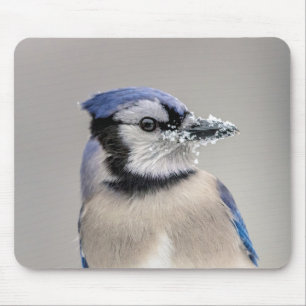 Blue jay with snow on his beak mouse pad