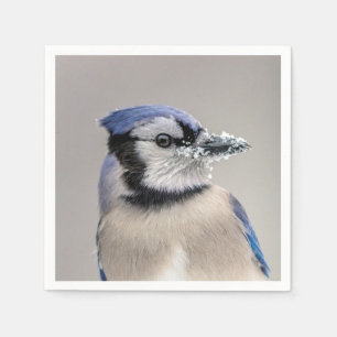 Blue jay with snow on his beak napkin