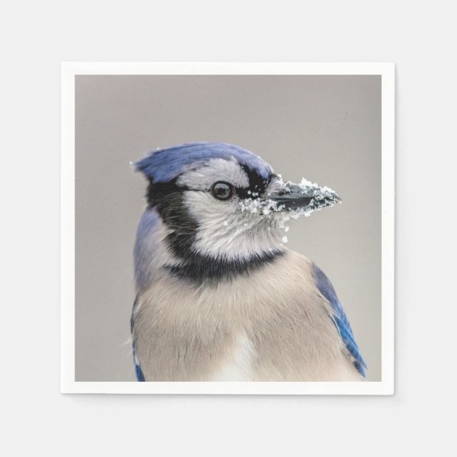 Blue jay with snow on his beak napkin (Front)