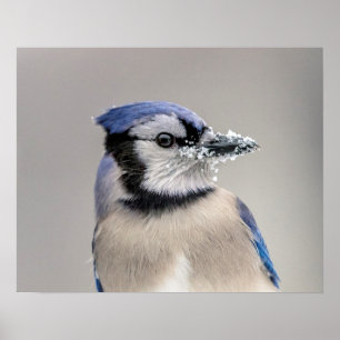 Blue jay with snow on his beak poster