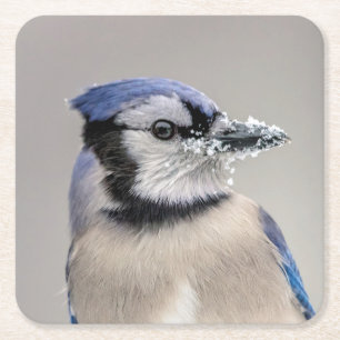 Blue jay with snow on his beak square paper coaster