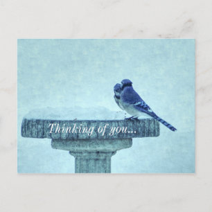 Blue Jays Winter Feeding Painterly Thinking Of You Postcard