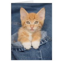 Blue Jean Baby Orange Kitten