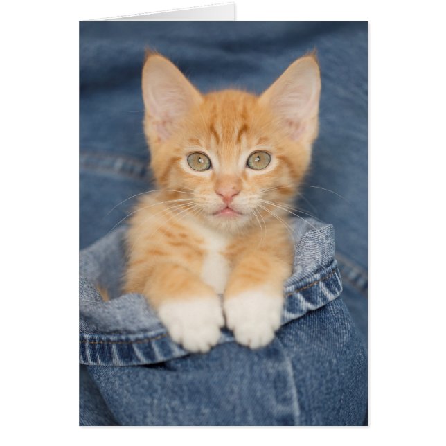 Blue Jean Baby Orange Kitten (Front)