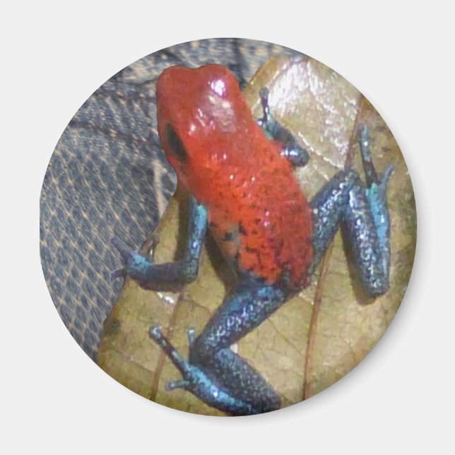 Blue Jeans Frog Magnet (Front)