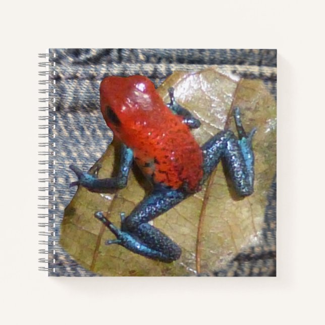 Blue Jeans Frog Square Notebook (Front)