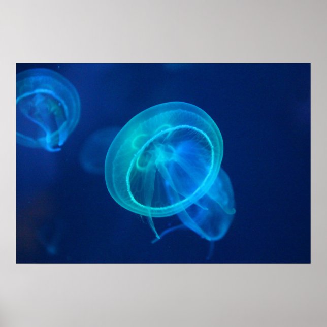 Blue jellyfish poster (Front)
