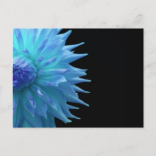 Blue Jennie On Black Postcard