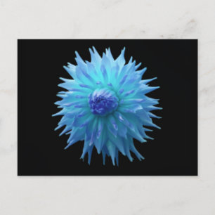 Blue Jennie On Black Postcard