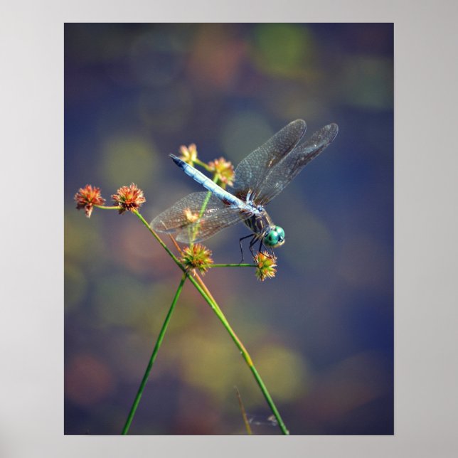 Blue Jewel, a tiny dragonfly rests on a reed Poster (Front)