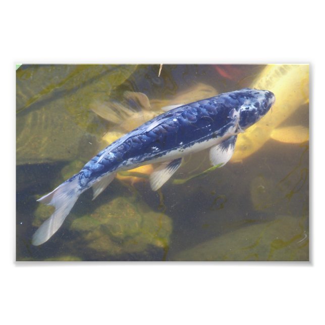 Blue koi print (Front)