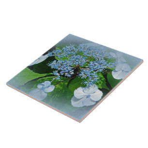 Blue Lace Cap Hydrangea Flowers Tile