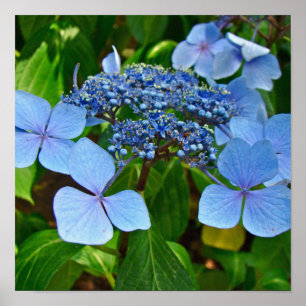 Blue Lace-cap Hydrangea - Poster