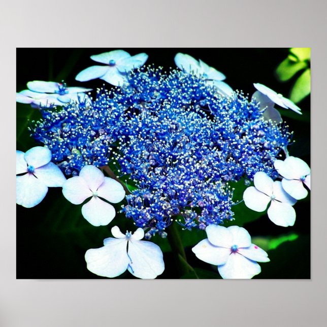 Blue Lacecap Hydrangea Flower Close Up Poster (Front)