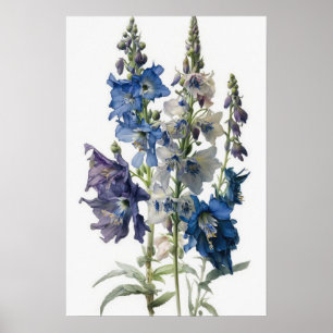 Blue Larkspur Flower Art Print Poster